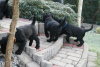 Additional photos: Medium Schnauzer black FCI pedigree puppies