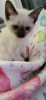 Photo №2 to announcement № 119685 for the sale of thai cat - buy in Germany private announcement