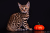 Photo №1. bengal cat - for sale in the city of Москва | 1282$ | Announcement № 7979