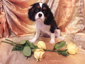 Additional photos: Offered for reservations and further moving to a new home puppy Cavalier King
