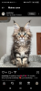 Photo №2 to announcement № 116204 for the sale of maine coon - buy in Switzerland private announcement