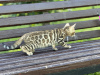 Photo №4. I will sell bengal cat in the city of Мальтиньяно. private announcement, from nursery, breeder - price - negotiated