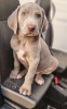 Photo №1. weimaraner - for sale in the city of Prague | negotiated | Announcement № 111165