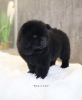 Photo №2 to announcement № 99471 for the sale of chow chow - buy in Germany private announcement, from nursery, from the shelter