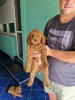 Photo №4. I will sell poodle (toy) in the city of Kula. breeder - price - negotiated