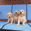 Photo №1. golden retriever - for sale in the city of Berlin | negotiated | Announcement № 115946