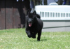 Additional photos: Schipperke