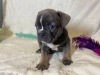 Photo №2 to announcement № 25617 for the sale of french bulldog - buy in Russian Federation private announcement