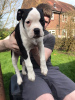 Photo №1. american bulldog - for sale in the city of Eindhoven | 475$ | Announcement № 46205