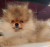 Photo №1. pomeranian - for sale in the city of Belgrade | 1902$ | Announcement № 36898