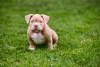 Photo №4. I will sell american bully in the city of Sarajevo.  - price - negotiated