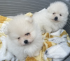 Photo №1. pomeranian - for sale in the city of New York | 400$ | Announcement № 101839