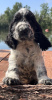 Photo №2 to announcement № 87382 for the sale of english cocker spaniel - buy in Serbia breeder