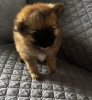 Photo №2 to announcement № 96916 for the sale of pomeranian - buy in United States private announcement