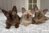 Photo №1. burmese cat - for sale in the city of Stockholm | 1057$ | Announcement № 64501