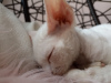 Photo №2 to announcement № 17238 for the sale of devon rex - buy in Poland breeder