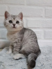 Photo №1. british shorthair - for sale in the city of Irkutsk | negotiated | Announcement № 9493