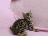 Photo №1. bengal cat - for sale in the city of Munich | negotiated | Announcement № 56615