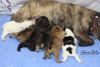 Additional photos: French Bulldog puppies, RKF