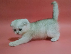 Photo №3. Scottish kittens. Silver Scottish Fold Boy.. Ukraine