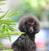 Photo №3. Miniature female poodle. Serbia