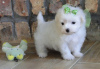 Photo №2 to announcement № 54809 for the sale of maltese dog - buy in Bulgaria 