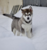 Photo №1. alaskan malamute - for sale in the city of Димитровград | negotiated | Announcement № 88248