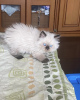 Photo №3. Ragdoll kitten. Germany