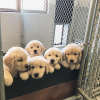 Photo №3. Healthy cute golden retriever puppies puppies available now for sale. Germany