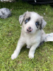 Photo №1. border collie - for sale in the city of Destin | 200$ | Announcement № 64141