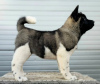 Photo №2 to announcement № 124273 for the sale of american akita - buy in Serbia 