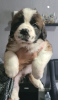 Photo №2 to announcement № 36078 for the sale of st. bernard - buy in Lithuania 