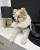 Photo №2 to announcement № 84403 for the sale of pomeranian - buy in Germany private announcement