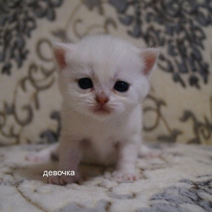Photo №4. I will sell british shorthair in the city of Kaluga. private announcement - price - 210$