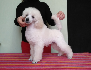 Photo №4. I will sell poodle (dwarf) in the city of Kiev. breeder - price - 1081$