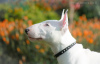 Photo №4. I will sell bull terrier in the city of Minsk. from nursery, breeder - price - negotiated