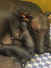 Photo №2 to announcement № 13835 for the sale of mexican hairless dog - buy in Ukraine from nursery