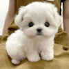 Photo №1. maltese dog - for sale in the city of Graz | negotiated | Announcement № 53354