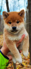 Photo №3. Shiba Inu puppies for breeding and family. Russian Federation