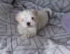 Photo №2 to announcement № 107585 for the sale of maltese dog - buy in Italy private announcement