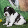Photo №2 to announcement № 45699 for the sale of american cocker spaniel - buy in Colombia private announcement