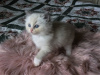 Photo №3. Healthy Ragdoll kittens available for loving homes. Spain