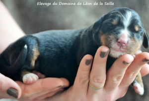 Photo №4. I will sell bernese mountain dog in the city of Chavaniac-Lafayette. breeder - price - negotiated