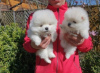 Photo №2 to announcement № 64612 for the sale of pomeranian - buy in Estonia breeder