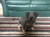 Photo №2 to announcement № 18608 for the sale of australian kelpie - buy in Hungary private announcement