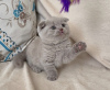 Photo №1. scottish fold - for sale in the city of Miami | 200$ | Announcement № 83554