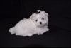 Photo №2 to announcement № 115867 for the sale of maltese dog - buy in Germany 