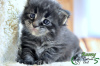 Photo №4. I will sell maine coon in the city of St. Petersburg. private announcement, from nursery, breeder - price - 734$