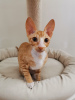 Photo №2 to announcement № 10703 for the sale of cornish rex - buy in Belarus from nursery