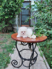 Photo №4. I will sell pomeranian in the city of Фредериксборг. private announcement - price - 600$